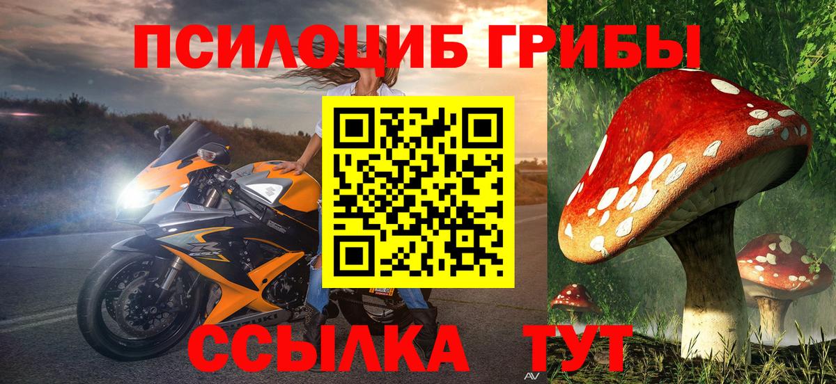 Псилоцибиновые грибы Psilocybe Пугачёв